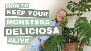 Youtube Thumbnail of girl hugging a Monstera Deliciosa plant