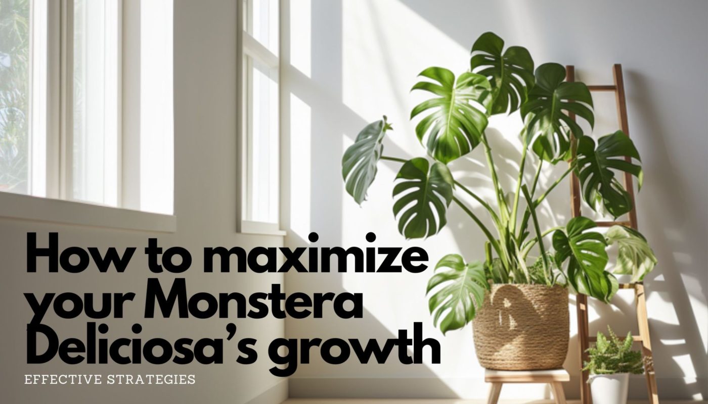 Monstera Deliciosa standing on wooden chair with wooden ladder next to it, sunlight shining through big window, text on image saying "How to maximize your Monstera Deliciosa's growth: Effective strategies"