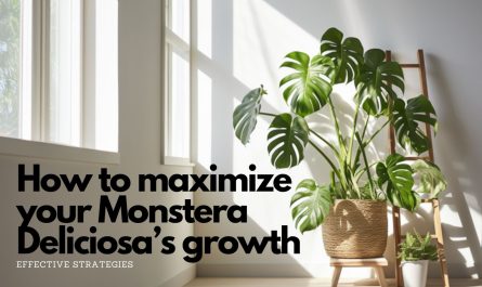 Monstera Deliciosa standing on wooden chair with wooden ladder next to it, sunlight shining through big window, text on image saying "How to maximize your Monstera Deliciosa's growth: Effective strategies"