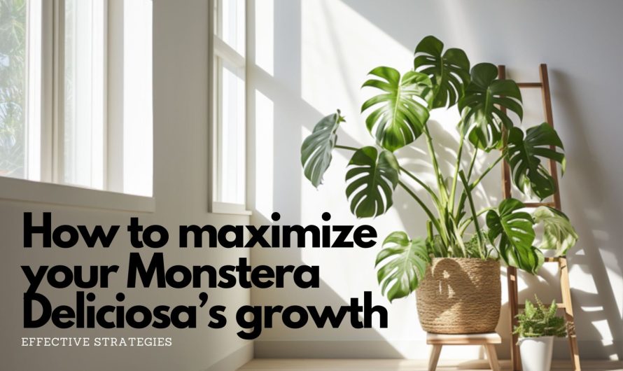 Boost Your Monstera Deliciosa’s Growth: Simple Techniques for Healthier Plants