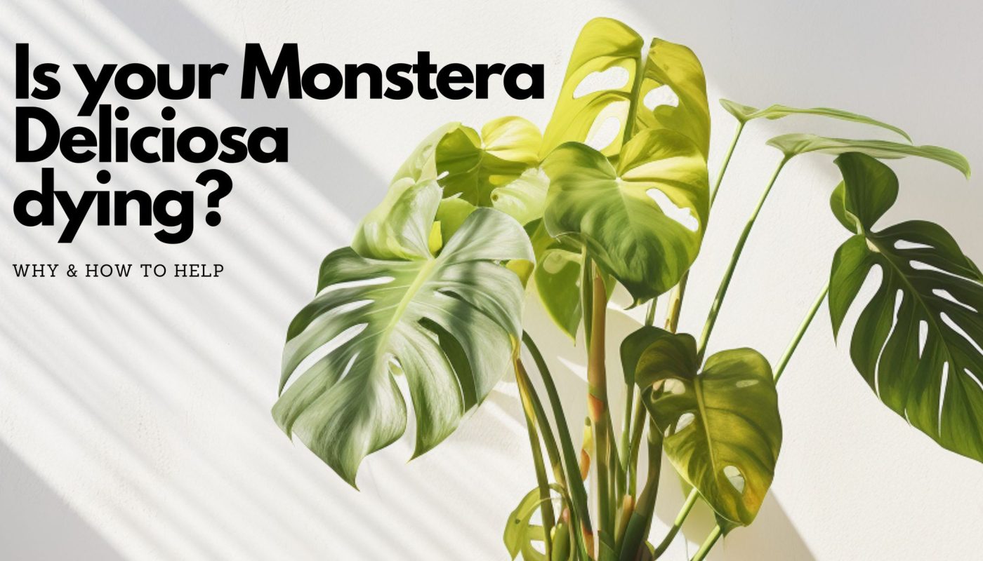 Monstera with yellow leaves in front of white wall, text on image saying "is your Monstera Deliciosa dying? Why and how to help"