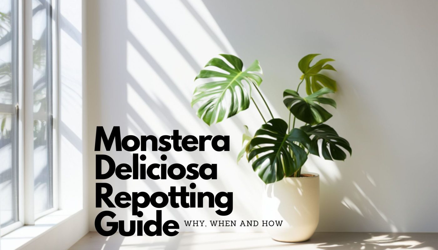 Monstera Deliciosa standing in front of white wall and next to window, text on image saying Monstera Deliciosa Repotting Guide, Why, when and how