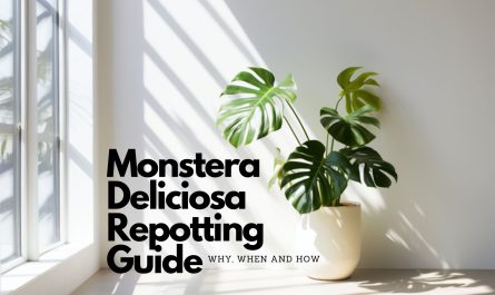 Monstera Deliciosa standing in front of white wall and next to window, text on image saying Monstera Deliciosa Repotting Guide, Why, when and how
