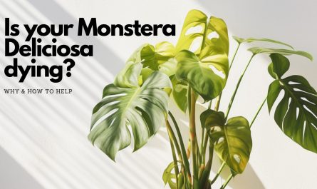 Monstera with yellow leaves in front of white wall, text on image saying "is your Monstera Deliciosa dying? Why and how to help"