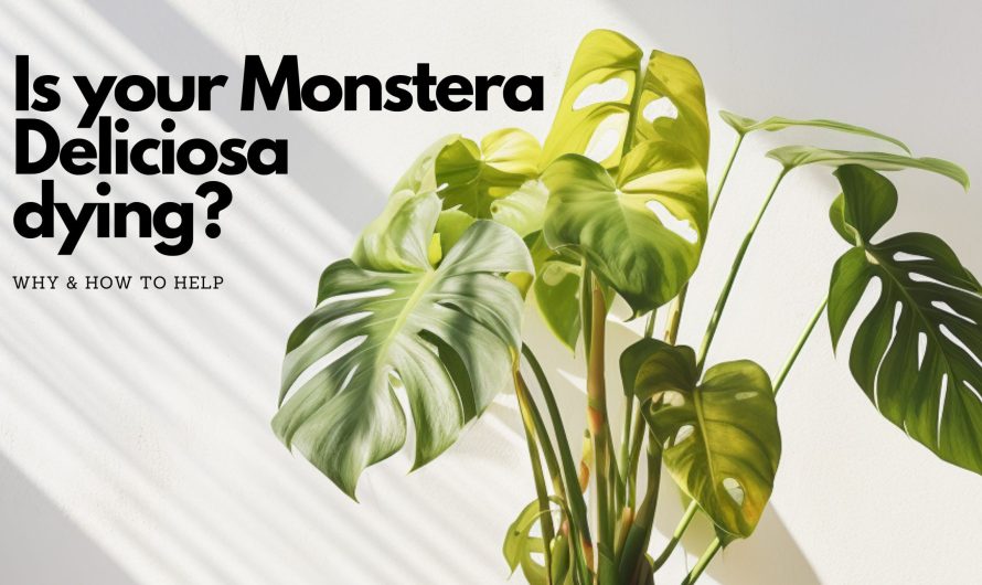 Why your Monstera Deliciosa is dying and how to help.