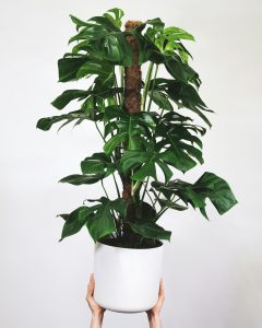 Two hands holding up a Monstera Deliciosa with growth support (moss pole) in white pot.