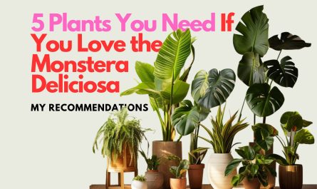 Plants standing next to each other, text on image saying "5 Plants You Need If you Love the Monstera Deliciosa, My recommendations"
