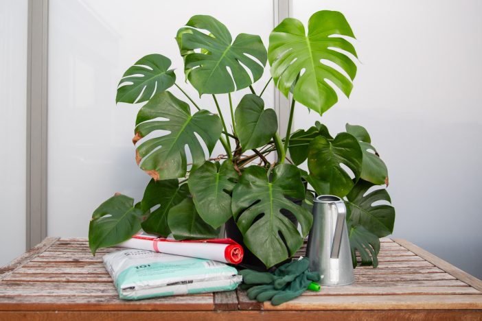 Monstera Deliciosa standing on top of table, soil, repotting mat, gloves, a new pot, trowel and watering can standing in front of it. The ideal set up for repotting a monstera deliciosa.