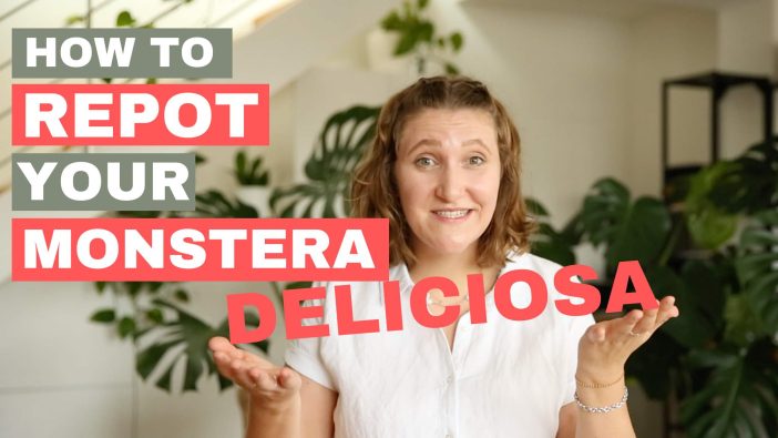 Youtube Thumbnail with woman sitting in front of bright room filled with plants, text on image saying "How to Repot your Monstera Deliciosa"