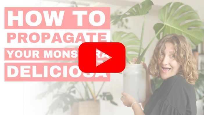 Youtube Thumbnail with girl holding a Monstera Deliciosa in a bucket. Text on image saying "How To Prropagate your Monstera Deliciosa".