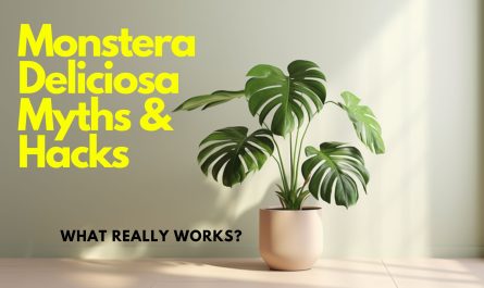 Monstera Deliciosa with text on image "Monstera Deliciosa Myths & Hacks" and "What really works?"