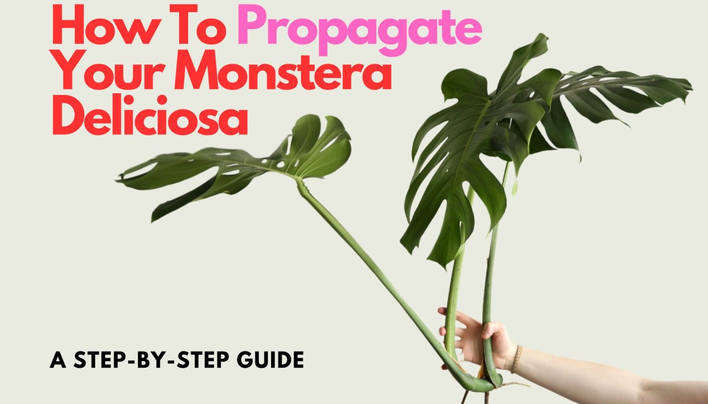 Hand holding a cutting of a Monstera Deliciosa in front of white background. Text on Image saying "How To Propagate Your Monstera Deliciosa. A step-by-step guide."