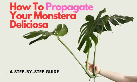 Hand holding a cutting of a Monstera Deliciosa in front of white background. Text on Image saying "How To Propagate Your Monstera Deliciosa. A step-by-step guide."