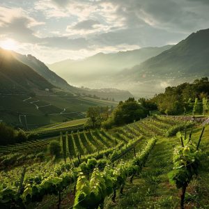 Wineyard in Switzerland 