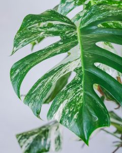 Monstera Variegata Leaf in front of white wall.