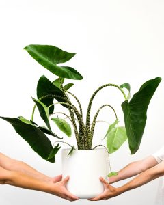 Two people holding a Alocasia Zebrina in front of white wall.