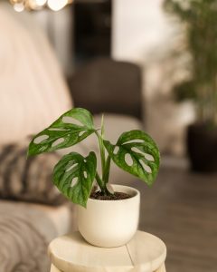 Monstera Adansonii in a little white pot standing on a round small table.