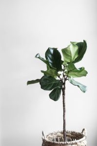 Fiddle fig tree standing in front of white wall in woven pot.