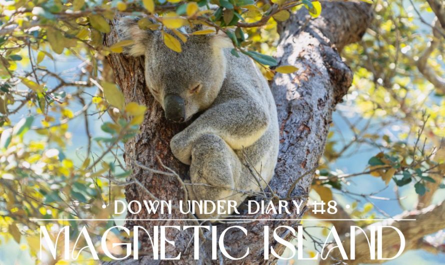 Down Under Diary #8 · Magnetic Island: Barbie Car, Wild Koala Hunts, & the Campervan Breakdown Finale