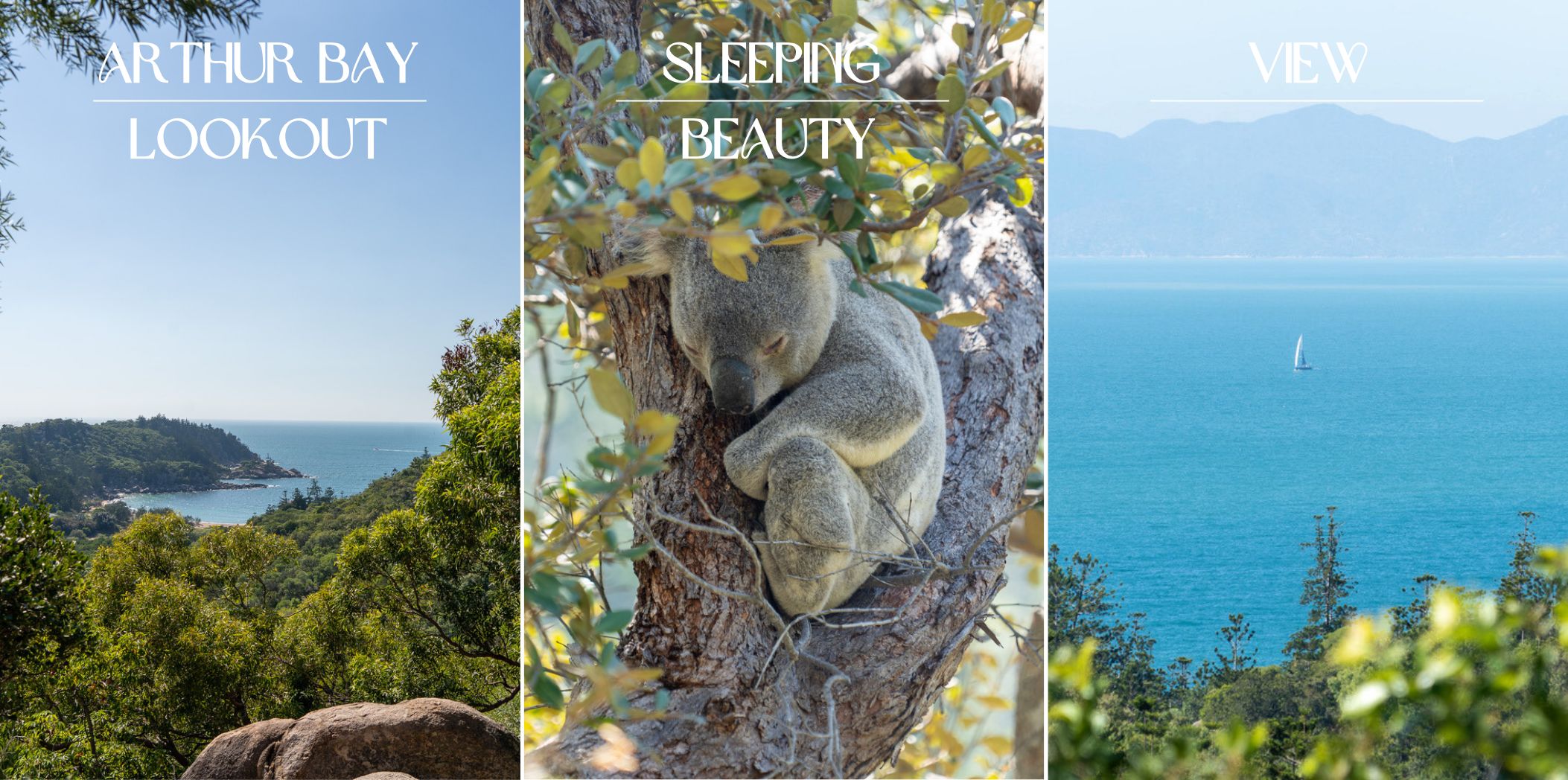 Down Under Diary Magnetic Island Koala