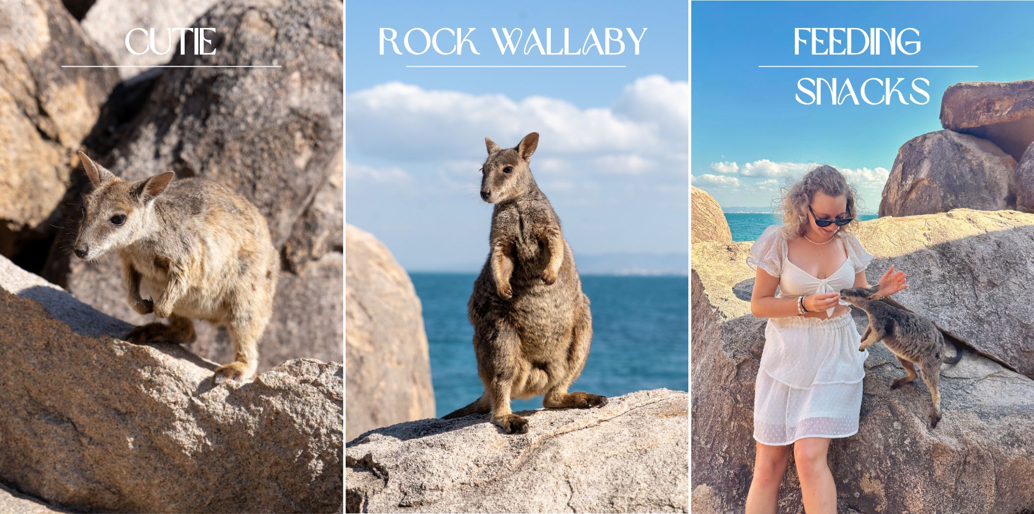 Down Under Diary Magnetic Island Rock Wallabies